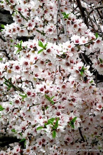 Israel native plants and trees: Almond tree in Ein Karem